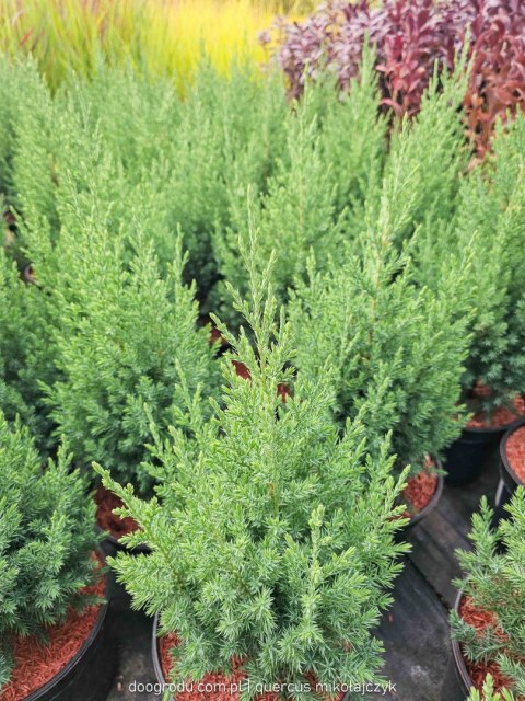 Jałowiec chiński STRICTA KOLUMNOWY Juniperus Chinensis 30-40CM C3