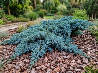 Jałowiec płożący 'Blue Carpet' łuskowaty Juniperus squamata Niebieski C3