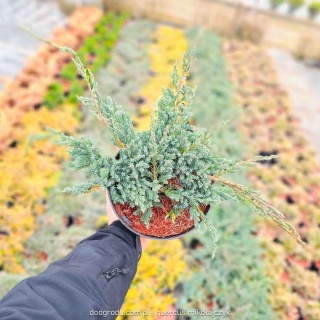 Jałowiec płożący 'Blue Carpet' łuskowaty Juniperus squamata Niebieski C3