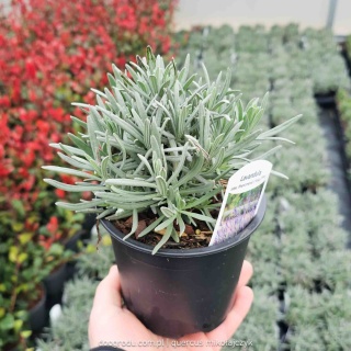 Lawenda pośrednia 'Phenomenal'® (Lavandula x intermedia) około 10cm