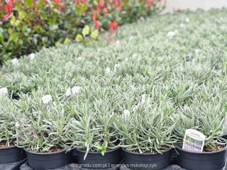 Lawenda pośrednia 'Phenomenal'® (Lavandula x intermedia) około 10cm