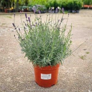 Lawenda wąskolistna 'Essence Purple' C7,5 XXL 30-40CM Pachnąca, kwitnąca