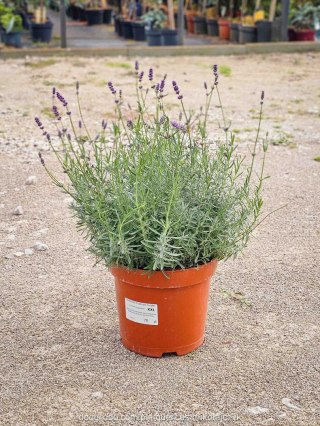 Lawenda wąskolistna 'Essence Purple' C7,5 XXL 30-40CM Pachnąca, kwitnąca