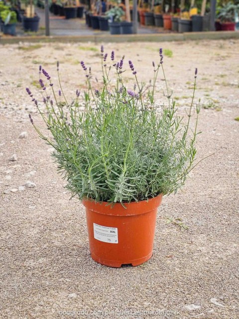 Lawenda wąskolistna 'Essence Purple' C7,5 XXL 30-40CM Pachnąca, kwitnąca