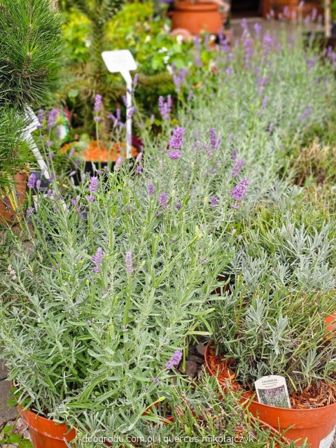 Lawenda wąskolistna 'Essence Purple' C7,5 XXL 30-40CM Pachnąca, kwitnąca