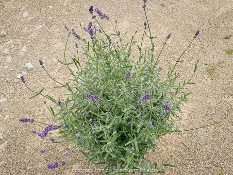 Lawenda wąskolistna 'Essence Purple' C7,5 XXL 30-40CM Pachnąca, kwitnąca