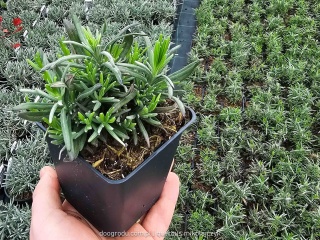 Lawenda wąskolistna 'Munstead' (Lavandula angustifolia) pięknie pachnąca P9