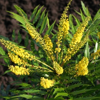 Mahonia 'MAGICAL WINTERFERN' Zimozielona LIŚCIE JAK PAPROĆ C2