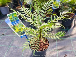 Mahonia 'MAGICAL WINTERFERN' Zimozielona LIŚCIE JAK PAPROĆ C2