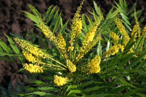 Mahonia 'MAGICAL WINTERFERN' Zimozielona LIŚCIE JAK PAPROĆ C2