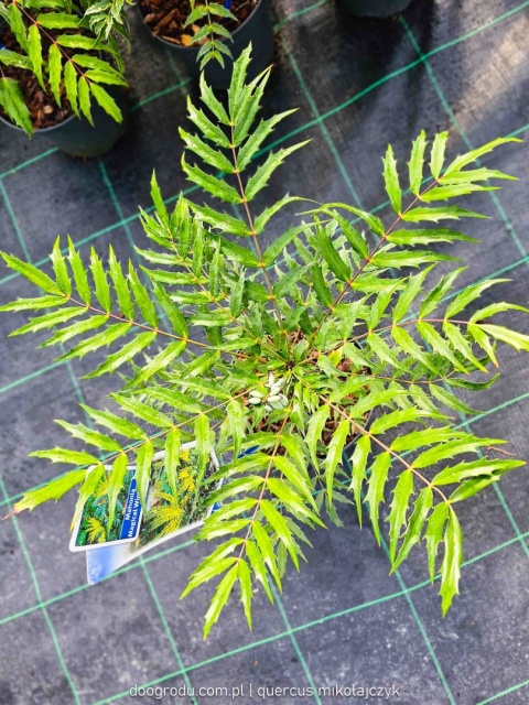 Mahonia 'MAGICAL WINTERFERN' Zimozielona LIŚCIE JAK PAPROĆ C2