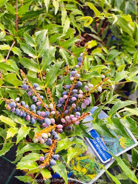 Mahonia 'MAGICAL WINTERFERN' Zimozielona LIŚCIE JAK PAPROĆ C2