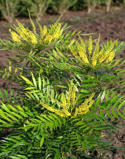 Mahonia 'MAGICAL WINTERFERN' Zimozielona LIŚCIE JAK PAPROĆ C2