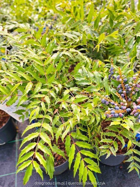 Mahonia 'MAGICAL WINTERFERN' Zimozielona LIŚCIE JAK PAPROĆ C2