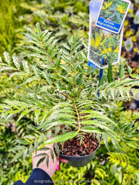 Mahonia 'MAGICAL WINTERFERN' Zimozielona LIŚCIE JAK PAPROĆ C2