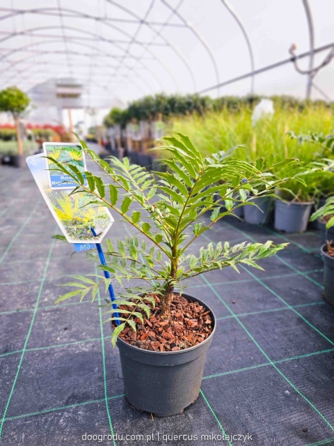 Mahonia 'MAGICAL WINTERFERN' Zimozielona LIŚCIE JAK PAPROĆ C2