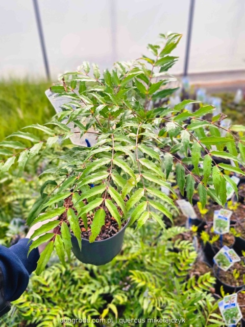 Mahonia 'MAGICAL WINTERFERN' Zimozielona LIŚCIE JAK PAPROĆ C2