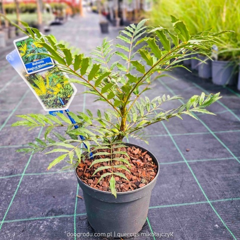 Mahonia 'MAGICAL WINTERFERN' Zimozielona LIŚCIE JAK PAPROĆ C2