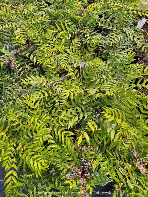 Mahonia 'MAGICAL WINTERFERN' Zimozielona LIŚCIE JAK PAPROĆ C2