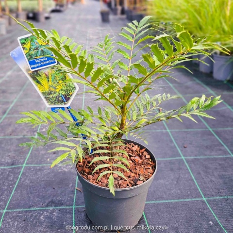 Mahonia 'MAGICAL WINTERFERN' Zimozielona LIŚCIE JAK PAPROĆ C2