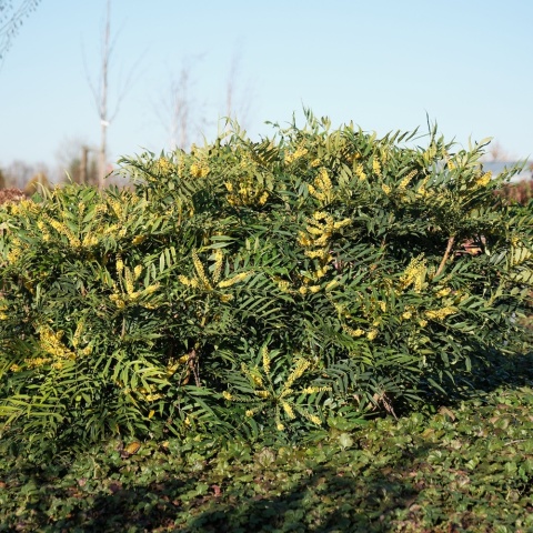 Mahonia 'MAGICAL WINTERFERN' Zimozielona LIŚCIE JAK PAPROĆ C2