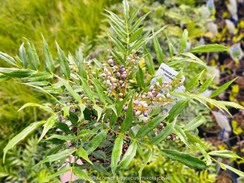 Mahonia 'MAGICAL WINTERFERN' Zimozielona LIŚCIE JAK PAPROĆ C2
