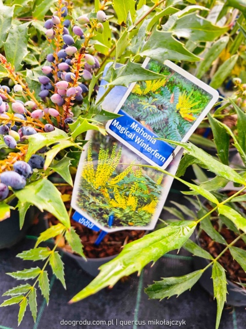 Mahonia 'MAGICAL WINTERFERN' Zimozielona LIŚCIE JAK PAPROĆ C2