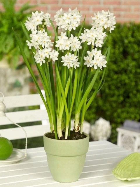 Narcyz Bożonarodzeniowy 'Paperwhite Ziva' 50SZT Żonkil PEPPERZIVA + GRATIS