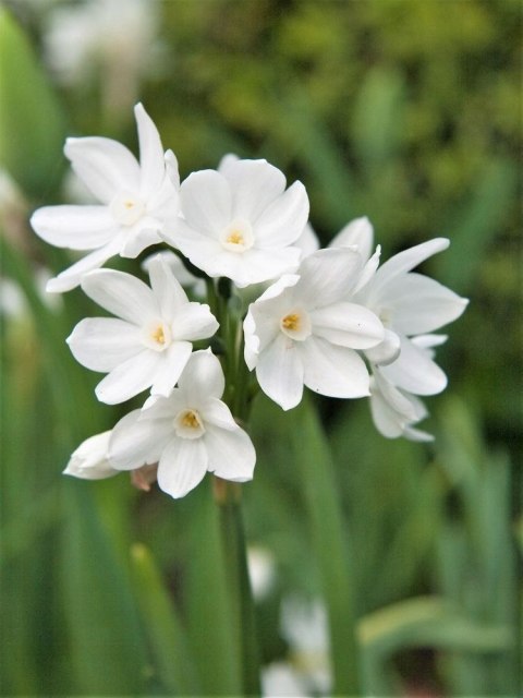 Narcyz Bożonarodzeniowy 'Paperwhite Ziva' 50SZT Żonkil PEPPERZIVA + GRATIS