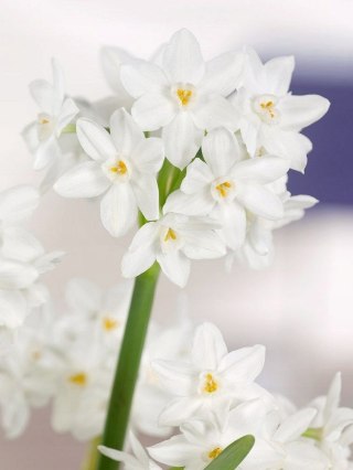 Narcyz Bożonarodzeniowy 'Paperwhite Ziva' Żonkil 20SZT +13CM + Gratis