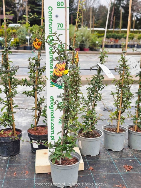 Ognik szkarłatny 'Soleil d'Or' (Pyracantha) - Złoty blask w zimowym ogrodzie C2