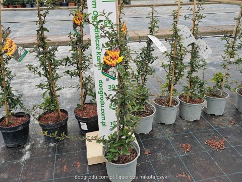 Ognik szkarłatny 'Soleil d'Or' (Pyracantha) - Złoty blask w zimowym ogrodzie C2