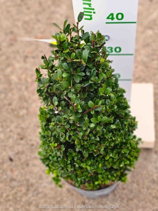 Ostrokrzew karbowanolistny 'Dark Green' (Ilex crenata) Stożek 30-40 cm C4