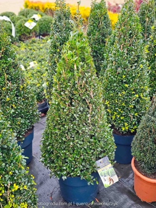 Ostrokrzew karbowanolistny 'Luxus'® (Ilex crenata) - Stożek 70-80cm - C10