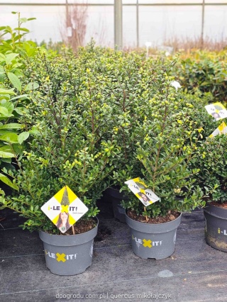 Ostrokrzew karbowanolistny bukszpanowy Ilex crenata 'Dark Green' C5 60cm