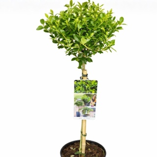 Ostrokrzew karbowanolistny na pniu 'Maximo' (Ilex crenata) C3