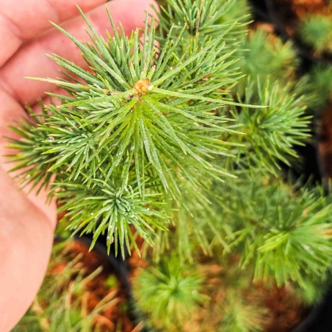 PIĘKNA SOSNA PINIA Pinus Pinea gęsta C2