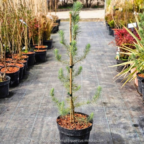PIĘKNA SOSNA PINIA Pinus Pinea gęsta C2