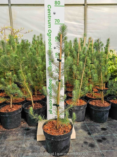 PIĘKNA SOSNA PINIA Pinus Pinea gęsta C2