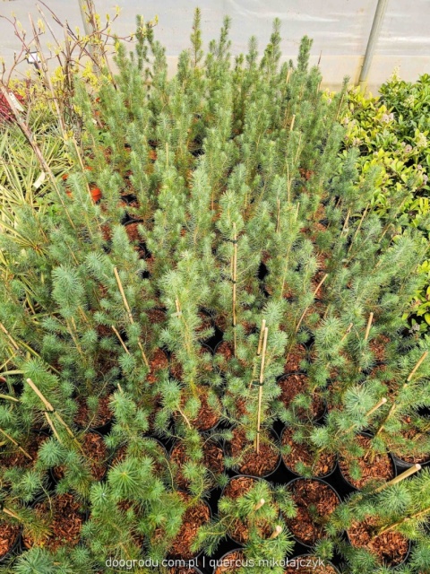 PIĘKNA SOSNA PINIA Pinus Pinea gęsta C2