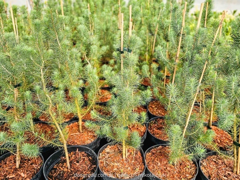 PIĘKNA SOSNA PINIA Pinus Pinea gęsta C2