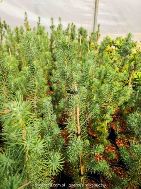 PIĘKNA SOSNA PINIA Pinus Pinea gęsta C2