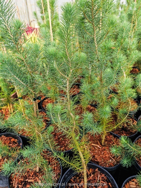 PIĘKNA SOSNA PINIA Pinus Pinea gęsta C2