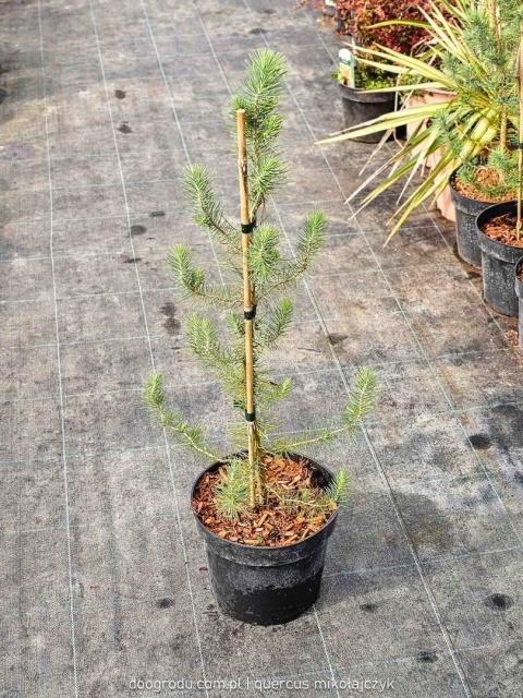 PIĘKNA SOSNA PINIA Pinus Pinea gęsta C2