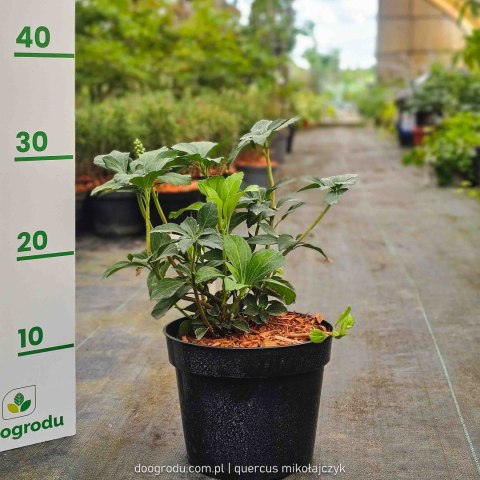 Pachysandra terminalis runianka japońska XL C2 20CM