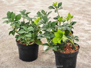 Pachysandra terminalis runianka japońska XL C2 20CM