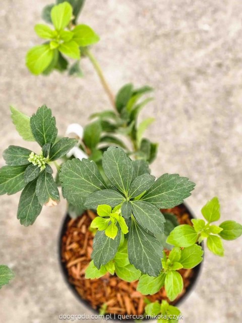 Pachysandra terminalis runianka japońska XL C2 20CM