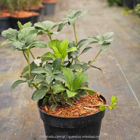 Pachysandra terminalis runianka japońska XL C2 20CM