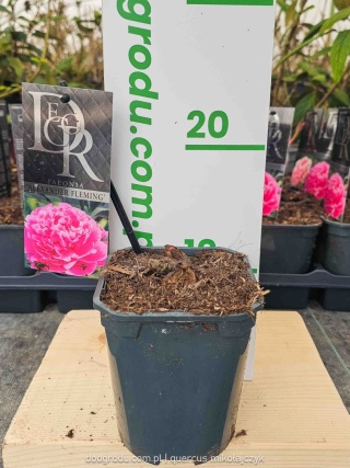 Paeonia Peonia 'Alexander Fleming' różowa C1