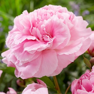 Paeonia Peonia 'Alexander Fleming' różowa C1